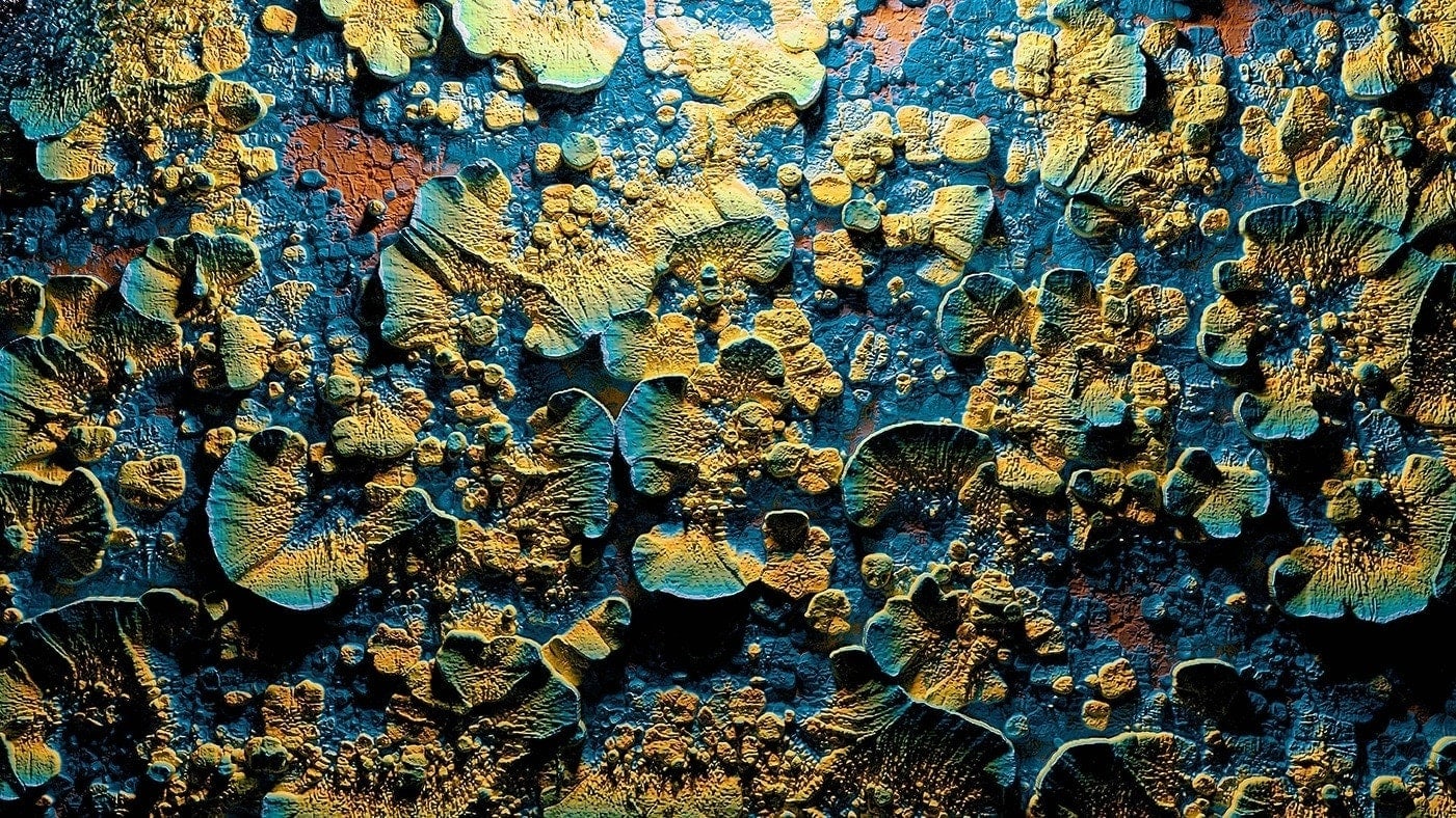 medium_image_2