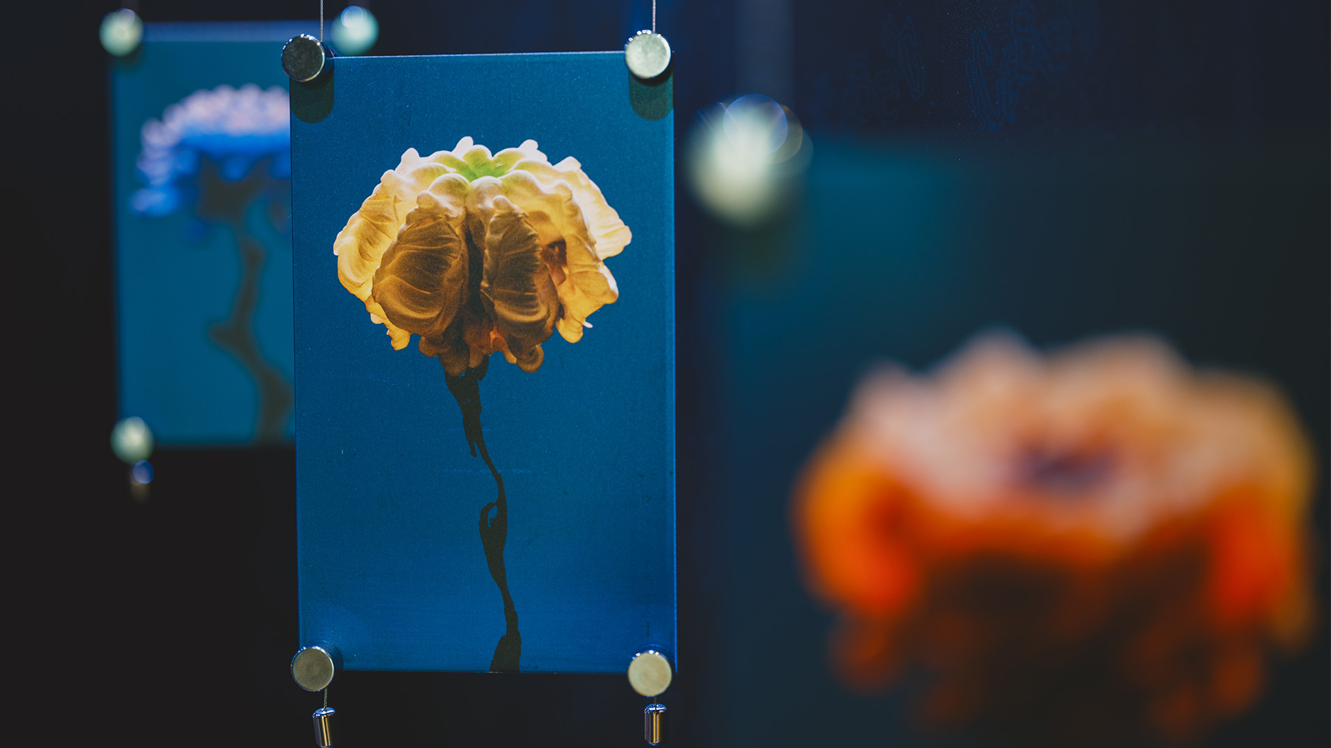 RYO KITABATAKE "曖昧な花"